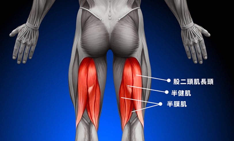 調動的肌肉群不同